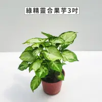在飛比找momo購物網優惠-【Gardeners】綠精靈合果芋 3吋盆-1入(室內植物/