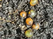European Nightcrawler worm cocoons (eggs) 200 in this pack.Fishing Compost
