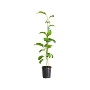 Nellie Kelly 125mm Passionfruit Non Grafted Panama Red - Passiflora edulius