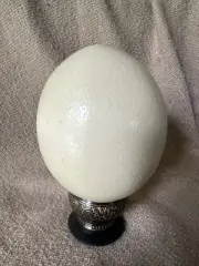 Large Blown Out Ostrich Egg Shell Easter Craft Decor 5"