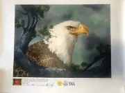 Eagle At Rest Print By Clancy Cherry Limited Edition Giclee #11838, 293 Of 500