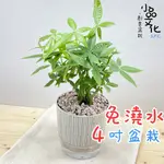 【小品文化】森林馬拉巴栗【現貨】4吋仿瓷免澆水盆栽 室內植物 室內盆栽 懶人盆栽 水培植物 水培盆栽 室內盆栽 觀葉植物