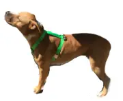 Adjustable Dog Harness Mastiff, St. Bernard Metal Hardware