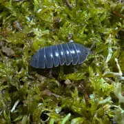 Isopods | P. Pruinosus, P. Laevis, A. Vulgare | Bioactive Terrarium Vivarium