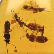 Swarm of 5 Staphylinidae (Rove Beetle), Fossil Inclusion in Burmese Amber
