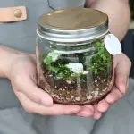 【植物生態瓶】矮玻璃DIY材料包+教學影片