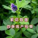 紫花苜蓿種子豬牛羊兔鷄鴨鵝多年生四季養殖牧草苜蓿草籽魚草種籽【酷農種業】