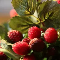 在飛比找樂天市場購物網優惠-掬涵 高仿真覆盆子樹莓野草莓黑刺莓覆盆莓仿真植物仿真果樹枝