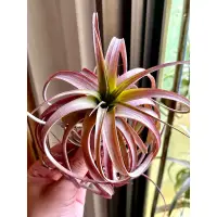 在飛比找蝦皮購物優惠-空氣鳳梨 愛結 Tillandsia 'Love Knot'