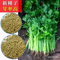 在飛比找蝦皮購物優惠-四季小香芹種子 白梗芹菜種子 黃心芹菜種子 西芹種子 芹菜種