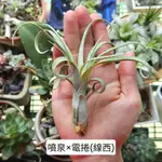 〔鳳梨草手〕空氣鳳梨-噴泉×電捲(線西)，空氣草 懶人植物 觀葉植物