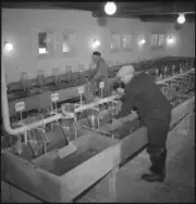 Fish brood institute canton Neuchatel near Colombier brooding p- 1948 Old Photo