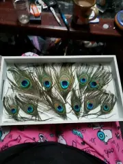 Peacock Feather Tray