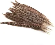 Natural Pheasant Tails 15Pcs Natural Color Natural Pheasant Feather Pheasant Ta