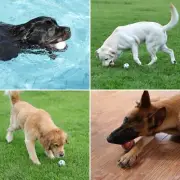 New Durable Dog Toy Balls Floatable Waterproof Puppy Toys Games 4 Pack 2.75"