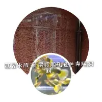 在飛比找蝦皮購物優惠-【冠昱水族】黃尾禮服孔雀魚 約2cm 水上 貼片專用飼料