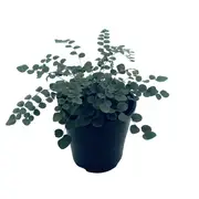 140mm Button Fern - Pellaea rotundifolia