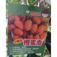 在飛比找蝦皮購物優惠-東大興農場 橙蜜香小番茄 黑金剛番茄 金蜜番茄 櫻桃番茄3-