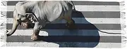 [AIXIWAWA] Women's Pashminas Scarf Elephant Go Through Print, Shawls Wrap Lightwight with Tassel for Evening Dress Dinner Party, Multicolor