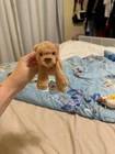 Jellycat tiny smudge bear BNWT