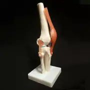 Life Size Knee Joint Anatomical Model Skeleton - Human Medical Anatomy