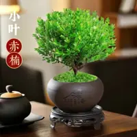 在飛比找蝦皮購物優惠-💯正品【金絲楠木種子】名貴林木種子 正宗新採金絲楠木種子小葉