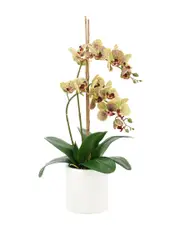 Creative Displays Orchid Arrangement In Ceramic Pot with Stones