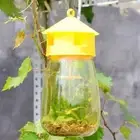 Fruit Fly Trap Killer Reusable Plastic Drosophila Trap Fruit Fly Trap Catcher AU