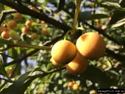Buy Lemon Drop Mangosteen Fruit Tree (Garcinia brasiliensis)