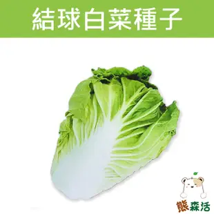 ～全館滿790免運～結球白菜(山東大白菜)~Chinese Cabbage【熊森活】