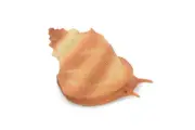 Sea Snail Toy, Conch Shell, Ocean, Beach, Plastic Figure, Model, 2.5" F6023 B378