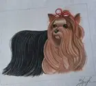 Yorkie needlepoint canvas by Leigh hand painted unstitched