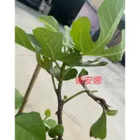 在飛比找蝦皮購物優惠-✨∼茹∼手作園藝✾無花果高壓苗 花虎 金色彩紅 比爾 LUV