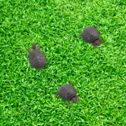 3PCS Artificial Turtles Artificial Turtle Figurines Turtle Fish Tank Decor