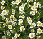 Chamomile Essential Oil, Roman Chamomile, Anthemis nobilis, Perfume Aromatherapy