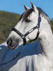 LeMieux Capella Headcollar - Navy