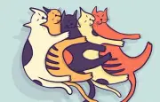 Cats Sticker (4 Inch) Cute Cats Pile of Kittens Kitty Meow Pet Adopt
