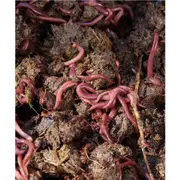 Composting Worms - 2000 (500g. approx.)
