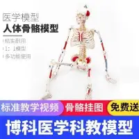 在飛比找Yahoo!奇摩拍賣優惠-促銷打折 85cm 170cm人體骨骼模型骨架教學模型小骷髏