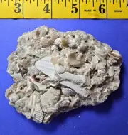 Florida fulgerite With Shells and other Fossilized Pieces.