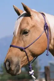 Foal Size Tan Color Nylon Horse #124 Halter by Double Diamond Halter Co
