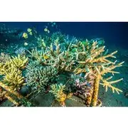 Save 10.00%! Coral Restoration Snorkeling Tour in Amed, Bali with NGO