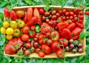TOMATO 'Heirloom Mix' seeds