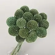 20/40Pcs (2-3CM) Dried Craspedia Flowers Dried Button Balls Flowers, 50CM/20 Billy Buttons Floral Bouquet Billy Button Balls for DIY Flower Home Wedding Party Decor(Green 3,40pcs)