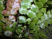 Rough Maidenhair Fern, Adiantum hispidulum