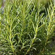 Rosemary 100% Pure Essential Oil