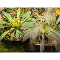 在飛比找蝦皮購物優惠-Euphorbia bupleurifolia 鐵甲丸 實生