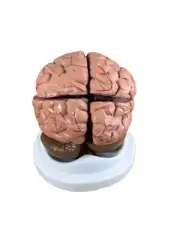 Anatomical C-20C Budget Life Size Brain Model With Arteries With Stand & Manual