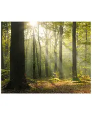 Wall Rogues Tranquil Forest Wall Mural