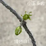 小玉多肉🌵燭台白前蘿藦 二吋（8/9🆕）